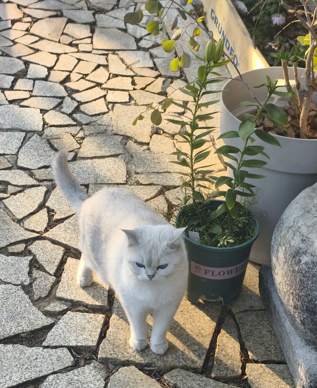 站在石板路和花盆旁的白色小猫
